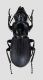 Comb3074-11zL6cr.jpg