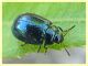 probabile Plagiodera versicolora - 5 mm. - Posta Fibreno FR - dal 3 al 8.9.2020 - (3).JPG