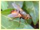 Tachina sp. - Posta Fibreno FR - dal 3 al 8.9.2020 - (4).JPG