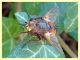 Tachina sp. - Posta Fibreno FR - dal 3 al 8.9.2020 - (2).JPG