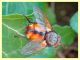 Tachina sp. - Posta Fibreno FR - dal 3 al 8.9.2020 - (3).JPG