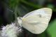 0 pieris.jpg