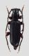 Comb3092-18zL6cr.jpg