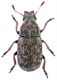Opanthribus tessellatus.jpg