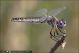 Selysiothemis_nigra_F_0199.jpg