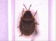 Sciocoris_Light.jpg