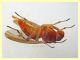 probabile Lauxaniidae 7 mm.  - Posta Fibreno FR - dal 3 al 8.9.2020 - (8).JPG