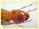 probabile Lauxaniidae 7 mm.  - Posta Fibreno FR - dal 3 al 8.9.2020 - (6).JPG