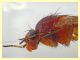probabile Lauxaniidae 7 mm.  - Posta Fibreno FR - dal 3 al 8.9.2020 - (5).JPG