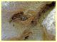 Machilidae circa 10 mm. - Posta Fibreno FR - dal 3 al 8.9.2020 - (15).JPG