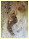 Machilidae circa 10 mm. - Posta Fibreno FR - dal 3 al 8.9.2020 - (2).JPG