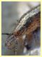 Machilidae circa 10 mm. - Posta Fibreno FR - dal 3 al 8.9.2020 - (11).JPG