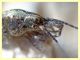 Machilidae circa 10 mm. - Posta Fibreno FR - dal 3 al 8.9.2020 - (14).JPG