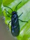 Imenottero--Fargno-05-06-2019-1a.jpg