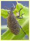 Larinus sp. - Posta Fibreno FR - dal 3 al 8.9.2020 - (23).JPG