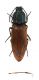 Comb3107a-10zL6cr.jpg