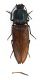 Comb3110-10zL6cr.jpg
