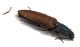 Comb3111-19zL6cr.jpg