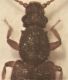 Monotoma spinicollis (1).JPG