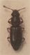 Monotoma longicollis (5).JPG