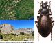 Carabus (Orinocarabus) baudii baudii  Kraatz,  1878.jpg