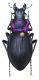 Carabus (Mesocarabus) riffensis Fairmaire, 1875.JPG