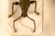 Nilepolemis articulatus 1.JPG