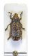 A 003-Rhinocyllus conicus-Frölich, 1792.jpg
