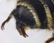 Megachile_albisecta2.FEI.jpg