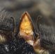 Megachile_albisecta3.FEI.jpg