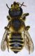 Megachile_albisecta4.FEI.jpg