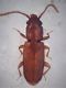 Cryptolestes mm 1.7 f.jpg