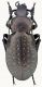 Carabus-baudii-baudii.jpg