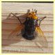 Tachina grossa - Posta Fibreno FR dal 3 al 8.9.2020 - (2).JPG
