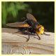 Tachina grossa - Posta Fibreno FR dal 3 al 8.9.2020 - (5).JPG