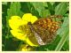 prob. Melitaea athalia - Posta Fibreno FR - dal 3 al 8.9.2020 - (2).JPG