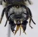 Hoplitis_cristatula2.FEI.jpg