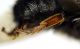 Megachile_pyrenaica2.FEI.jpg