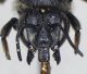 Megachile_octosignata2.FEI.jpg