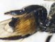 Megachile_octosignata4.FEI.jpg