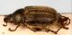 IMG_2054 - Copia.JPG