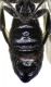 Chelostoma_foveolatum3.FEI.jpg