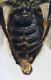 Hoplitis_tridentata3.FEI.jpg