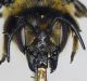 Megachile_ligniseca2.FEI.jpg