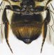 Megachile_ligniseca4.FEI.jpg
