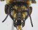 Megachile_pilicrus2.FEI.jpg