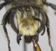 Megachile_pilicrus2.FEI.jpg