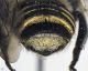 Megachile_pilicrus3.FEI.jpg