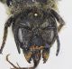 Osmia_leaiana2.FEI.jpg