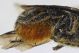Osmia_leaiana3.FEI.jpg